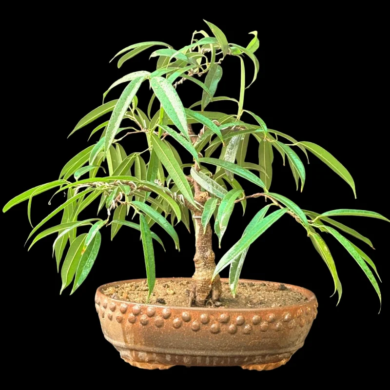 FICUS MACLELLANDII ALLI